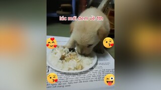 hành trình lớn của Gấu 😘😘😘😘 chó_cưng cún🐶 chó