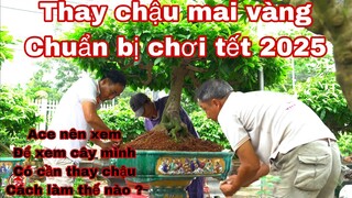 thay chậu mai vàng chuẩn bị chơi tết 2025