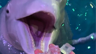 Paus putih tidak perlu mengunyah saat makan lho