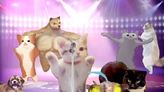 Happy Cat is going on tour!