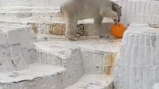 Bear: You won’t come in vain.