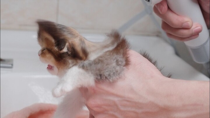 Tiupan ini menjadikannya kucing kertas dua dimensi