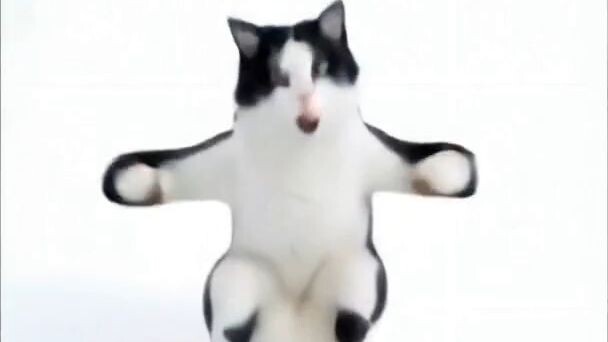 cat dance in unique style#funny#viral