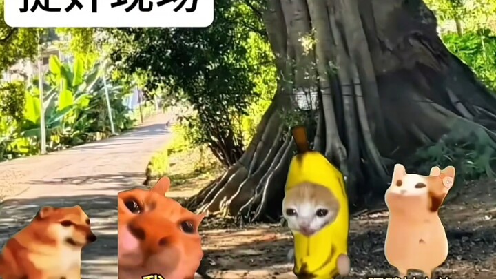 Câu chuyện không thể không kể với những chú chó hoang 2 #Kịch ngắn meme về mèo