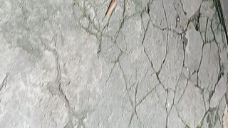 bitaw Ng mga bantam