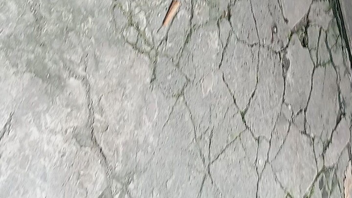 bitaw Ng mga bantam