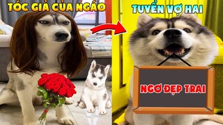 Thú Cưng Vlog 🐶 Ngáo Và Ngơ Ham Ăn #26 | Chó ngáo Husky vui nhộn | Smart dog husky pets