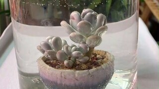 [Cây mọng nước uống nước] Nhiều, nhiều, nhiều! Sau khi uống đủ nước, thịt sẽ căng mọng và da sẽ nở r
