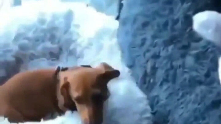 A dachshund eager to go home