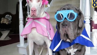 พยายามอย่าหัวเราะด้วยการชมวิดีโอสุนัขตลกๆ 2021 3 - ปริมาณเสียงหัวเราะทุกวัน!