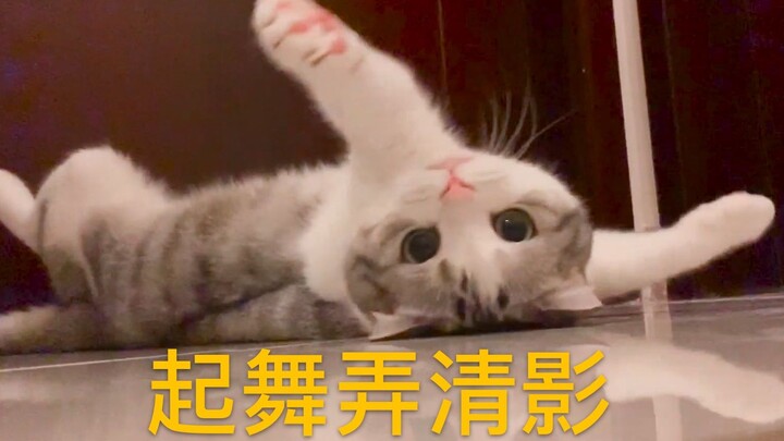 【กิจวัตรประจำวัน】ท่าทางหลากหลายของน้องแมว ทั้งเอียงหัวสุดใจ, คว่ำท้องโชว์, เต้นร่ายรำ...