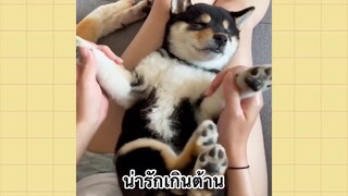 เพื่อนตัวน้อยแสนซน : น่ารักเกินต้าน