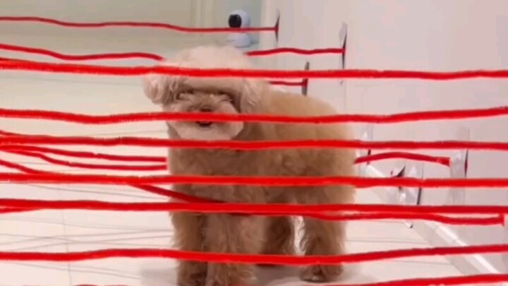 Puppy Obstacle-Avoidance Test 3.0: Every One Is the Star…