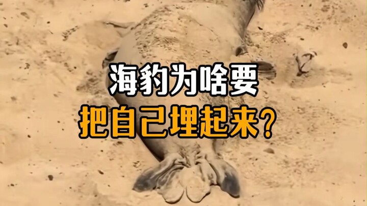 Why do seals bury themselves?
