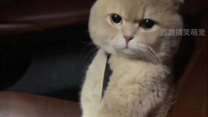 A Collection of Cats’ Confusing Behaviors – “Cat Owners”
