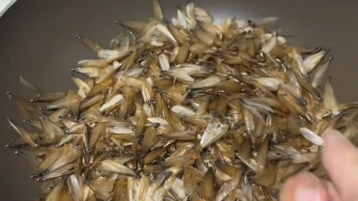 【Homo Sapiens TV】The cuisine of Guangdong and Guangxi—so fragrant, really fragrant!