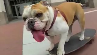 Top Bulldogs 🔴 Funny Bulldog Videos Compilation - Graciosos Bulldogs Vídeo Recopilación