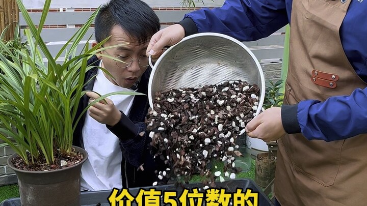 Chia sẻ một công thức đất trồng lan hữu dụng