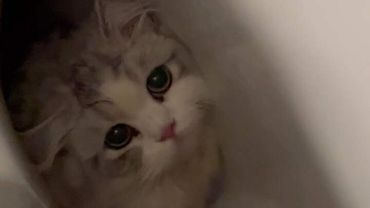 After two years of hard work, my cat finally gets to live in a villa too.