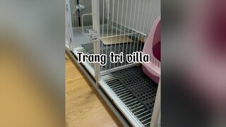 Mời cô chú ăn tân gia 😂😂😂mèo cat ReviewLamDep