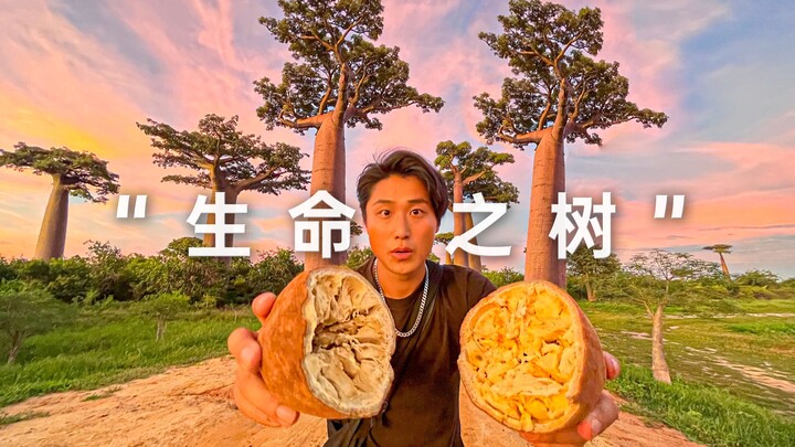 The Magical “Baobab Tree”: Can You Eat It, Drink From It, or Even Live in It?