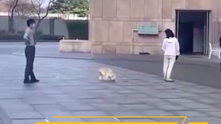 Nếu Đại Bạch không làm cho nó thì nó có khóc không nhỉ?