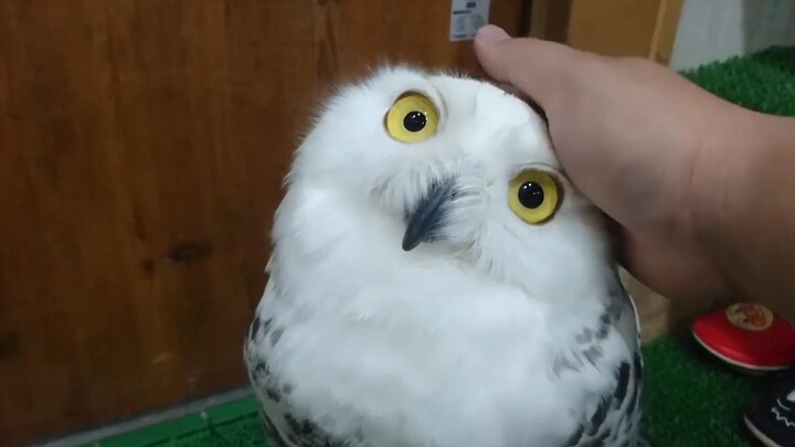 Snowy Owl: Aren’t you, a real man, coming to see me?