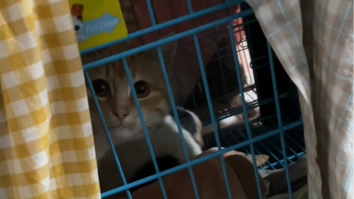 Lebih dari 1000 makhluk kecil