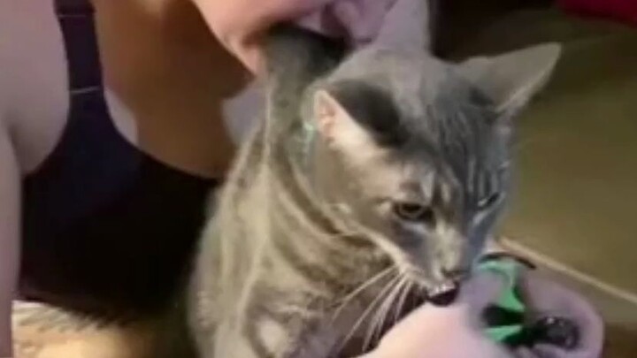 Essential Course: How to Trim Your Cat’s Claws