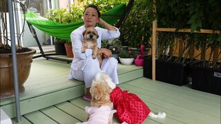 Hạnh phúc quay quần với bốn bé chó dể thương /Happily with four cute dogs.