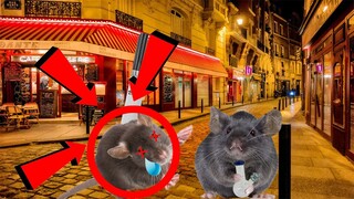 Ratatouille 2 (estreando Palmirinha)