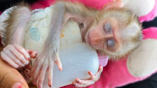 Napping Time!! How Peaceful Baby Luca Deeply Sleeps & Keeps Holding Milk Bottle In Mom's Comfort