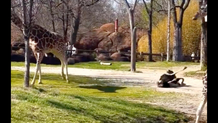 Bodoh banget tapi suka main-main, lain kali lebih hati-hati ya!