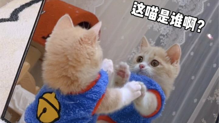 ปฏิกิริยาของเจ้าเหมียวเวลาเห็นตัวเองในกระจกครั้งแรกน่ารักเกินไปแล้ว!