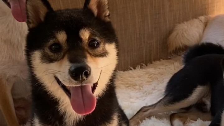 Orang ini punya banyak anjing, aku ikut-ikut saja dengannya.