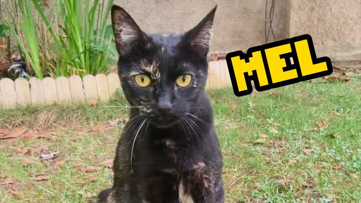 大家好，我們是 Real LifeCats，YouTube 上最大的貓咪頻道之一，我們想和中國人民交朋友。