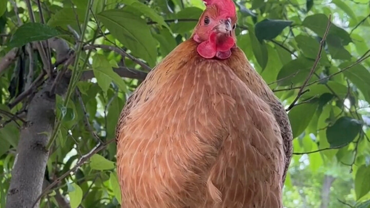 Sheng Nan: The Self-Cultivation of Zero-Yuan Shopping