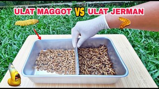 EKSPERIMEN: ULAT MAGGOT vs ULAT JERMAN [BATTLE]