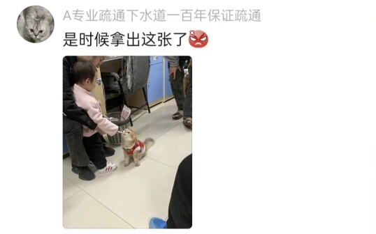 How did everyone’s cats in the dorm get discovered?