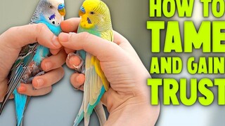 วิธีฝึกการรวบรวม Budgie ของคุณ