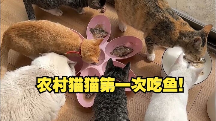 Another extra meal for the cat—this country cat is trying fish for the first time!