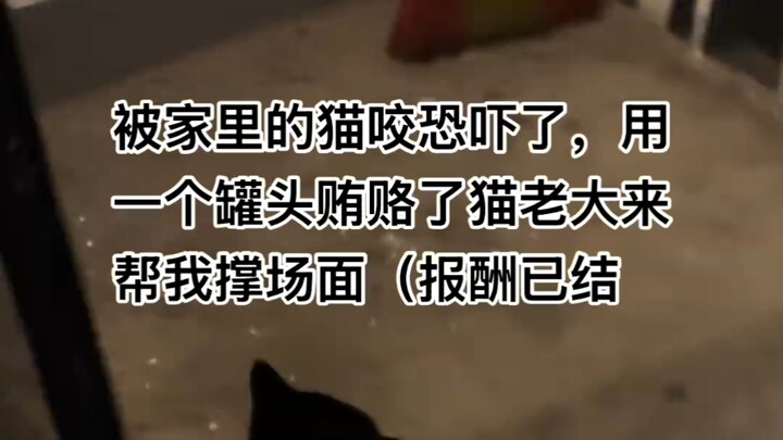 Black Cat Inspector Comes to the Door to Solve the Problem!