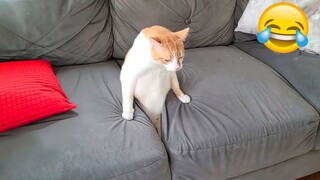 It's Hard Not to Laugh 🤣 Best Funny Animals Video 2024 🤣 Cats and Dogs Compilation 😻🐶 Part 6