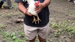 Baby stag ko 🐓