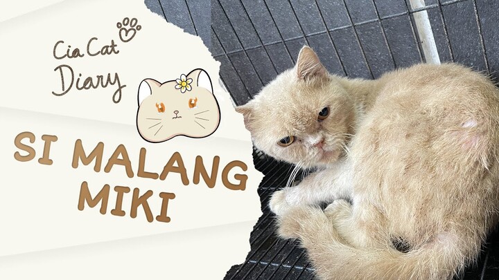 Miki Si Kucing Terlantar, Dibuang, dan Menjadi Gelandangan - Cia Cat Diary