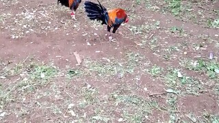 choi.x win,fun run kalaban