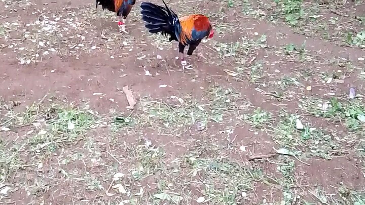 choi.x win,fun run kalaban