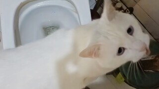 About me accidentally peeing on the cat!