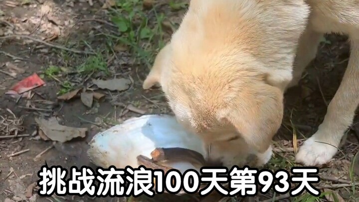 How many loaches were caught on the 93rd day of the 100-day wandering challenge?