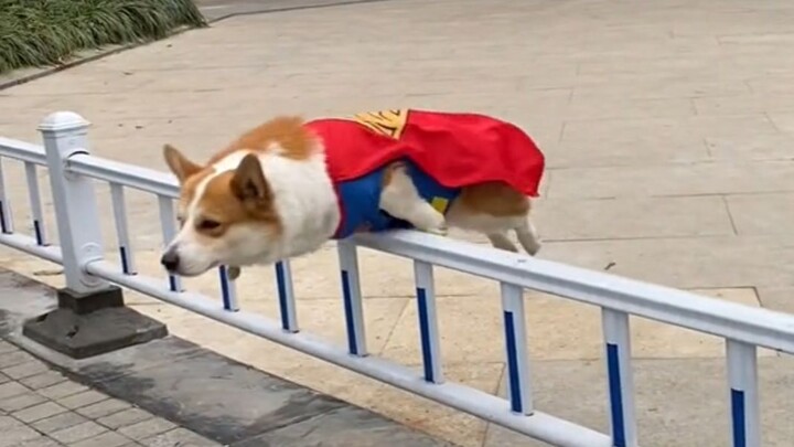 "You Should Quietly Work Hard and Then Amaze All the Dogs"